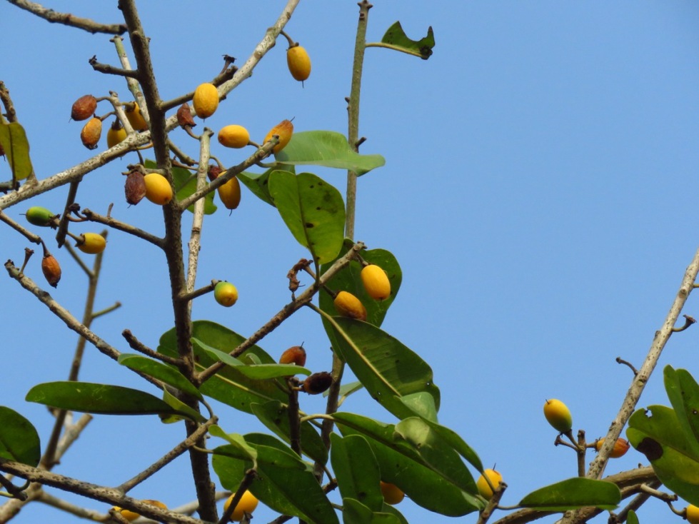 Manilkara Hexandra Eflora Of India